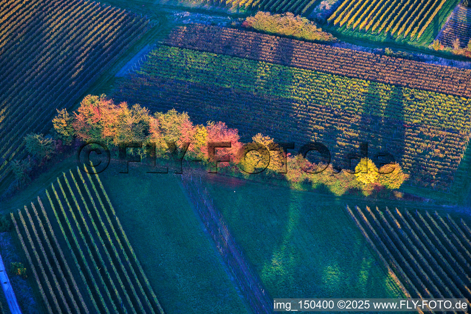 Vue aérienne de Des arbres aux couleurs vives en bordure du champ à Dierbach dans le département Rhénanie-Palatinat, Allemagne