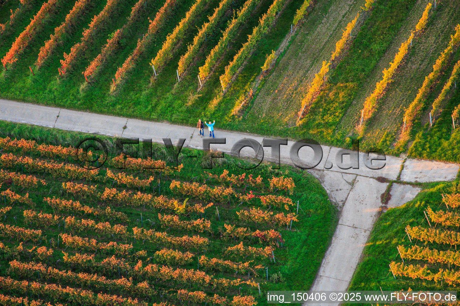 Vue aérienne de Des promeneurs dans les vignes à Dierbach dans le département Rhénanie-Palatinat, Allemagne