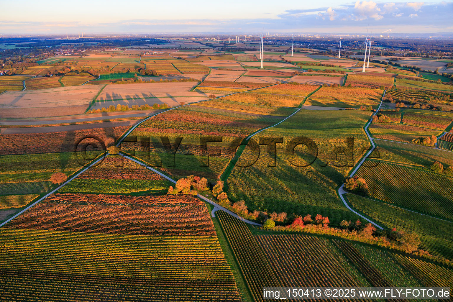 Vue aérienne de Les vignes, baignées de couleurs automnales en soirée, s'étendent devant le parc éolien de Freckenfeld. à Dierbach dans le département Rhénanie-Palatinat, Allemagne