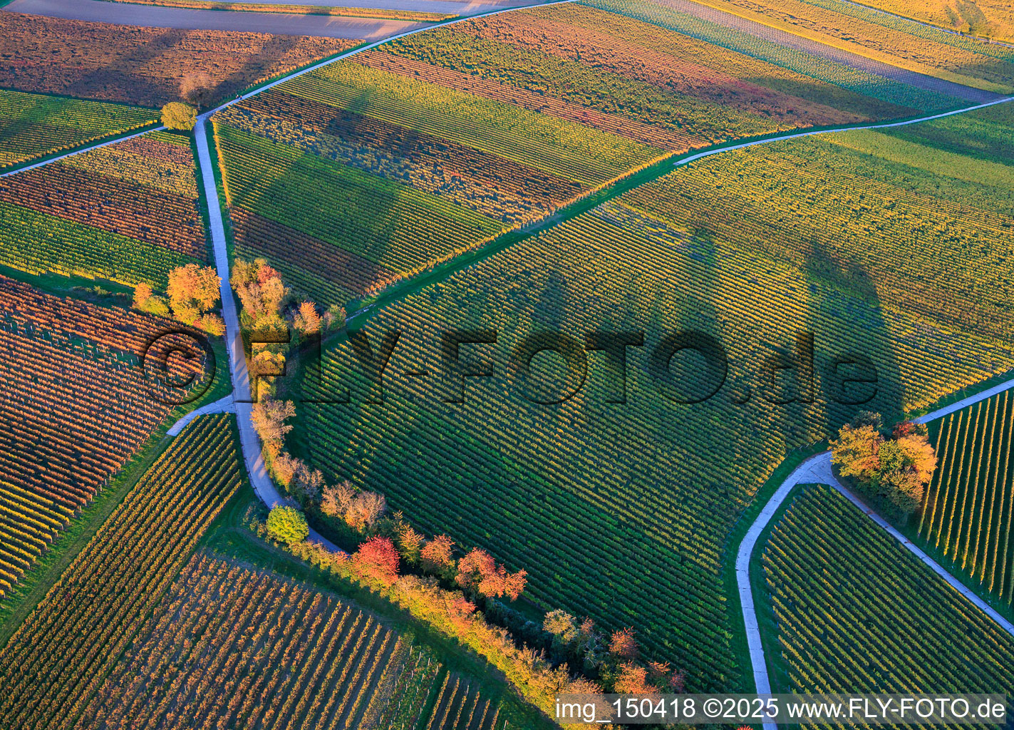 Vue aérienne de Les vignobles se parent de couleurs automnales en soirée, entre 10h et Hergersweiler. à Dierbach dans le département Rhénanie-Palatinat, Allemagne