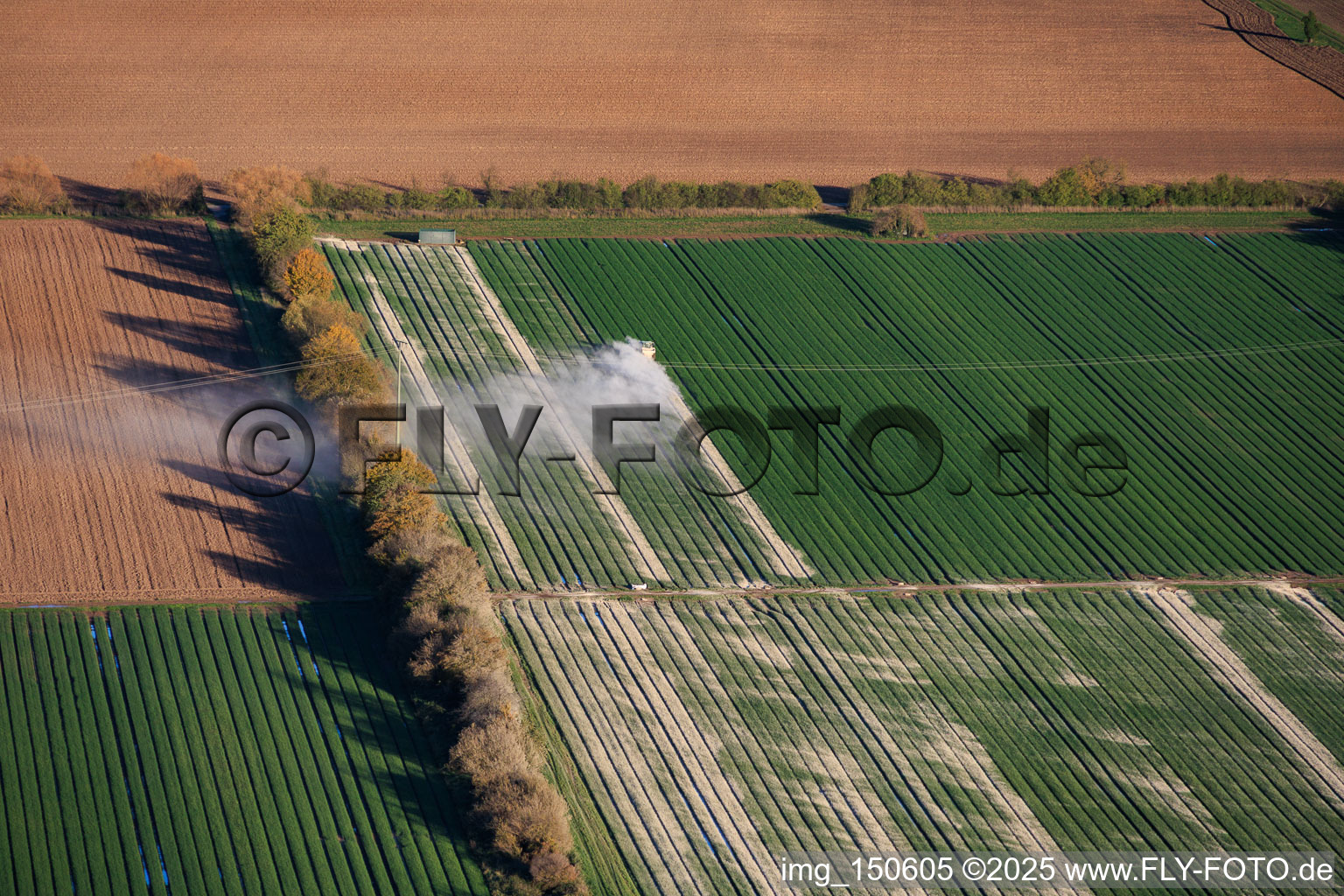 Vue aérienne de Nuages de poussière lors de l'épandage d'engrais chaux sur un champ de légumes à le quartier Niederlustadt in Lustadt dans le département Rhénanie-Palatinat, Allemagne