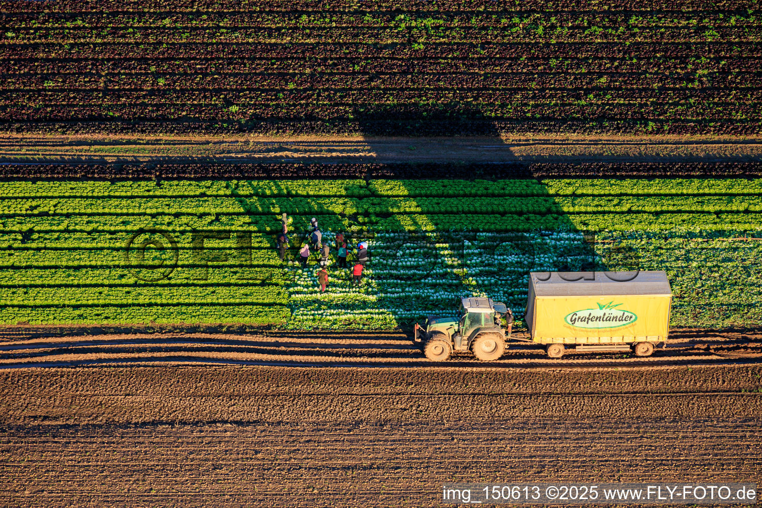 Vue aérienne de Des ouvriers agricoles et un tracteur récoltent de la laitue dans un champ de légumes appartenant à Grafenländer Gemüse. à Schwegenheim dans le département Rhénanie-Palatinat, Allemagne