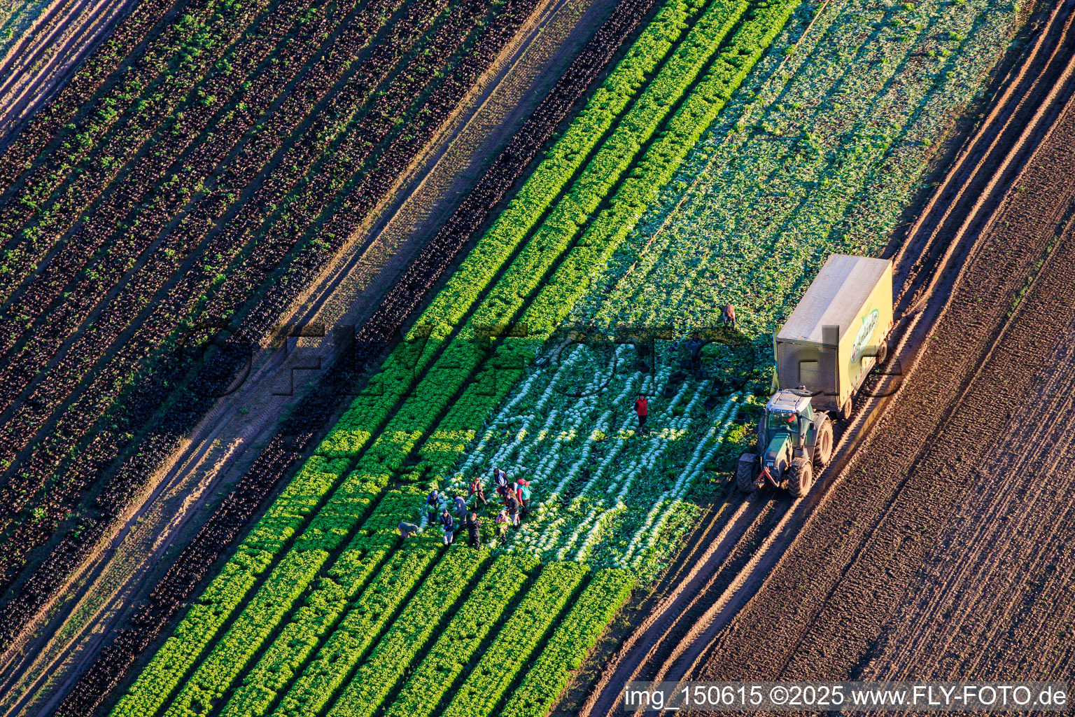 Vue aérienne de Des ouvriers agricoles et un tracteur récoltent de la laitue dans un champ de légumes appartenant à Grafenländer Gemüse. à Schwegenheim dans le département Rhénanie-Palatinat, Allemagne