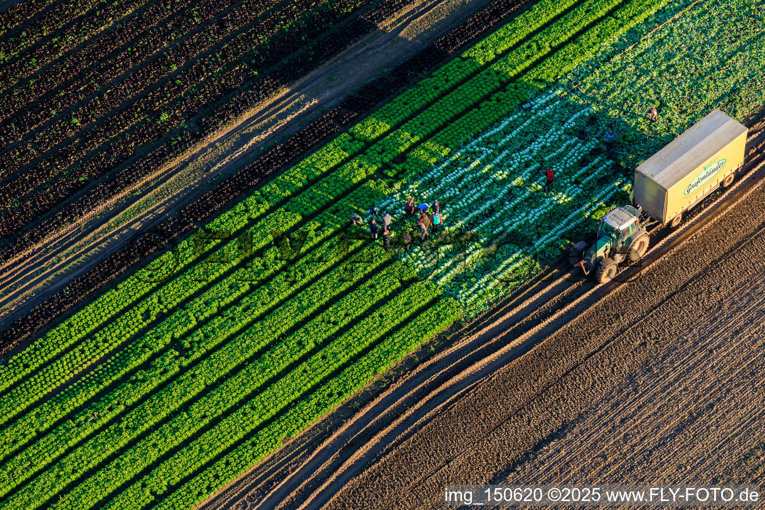 Photographie aérienne de Des ouvriers agricoles et un tracteur récoltent de la laitue dans un champ de légumes appartenant à Grafenländer Gemüse. à Schwegenheim dans le département Rhénanie-Palatinat, Allemagne