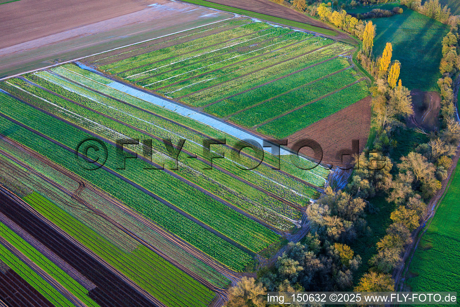 Vue aérienne de Champs de légumes et d'oignons au bord du ruisseau Kaltenbach à Freisbach dans le département Rhénanie-Palatinat, Allemagne
