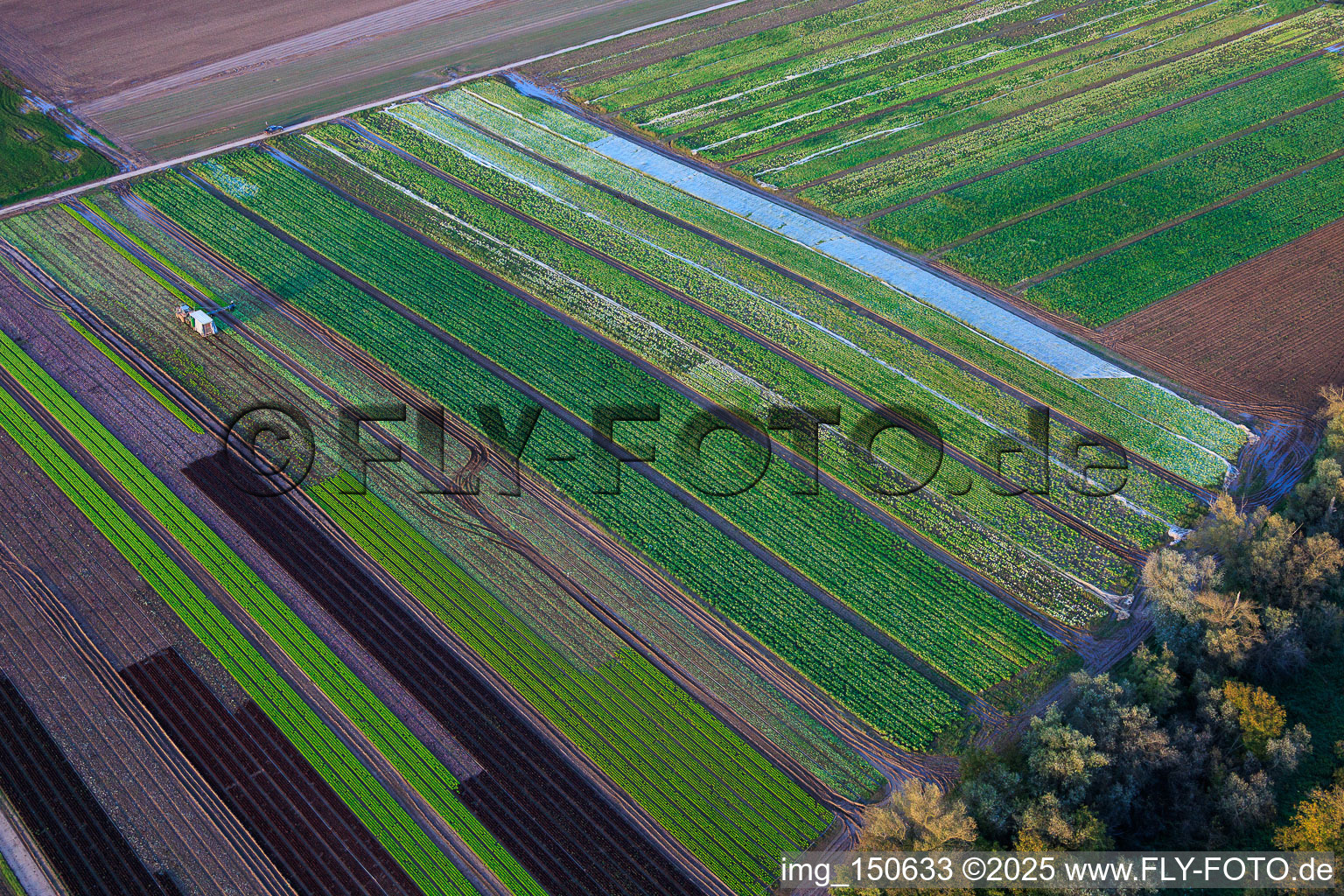Vue aérienne de Champs de légumes et d'oignons au bord du ruisseau Kaltenbach à Freisbach dans le département Rhénanie-Palatinat, Allemagne