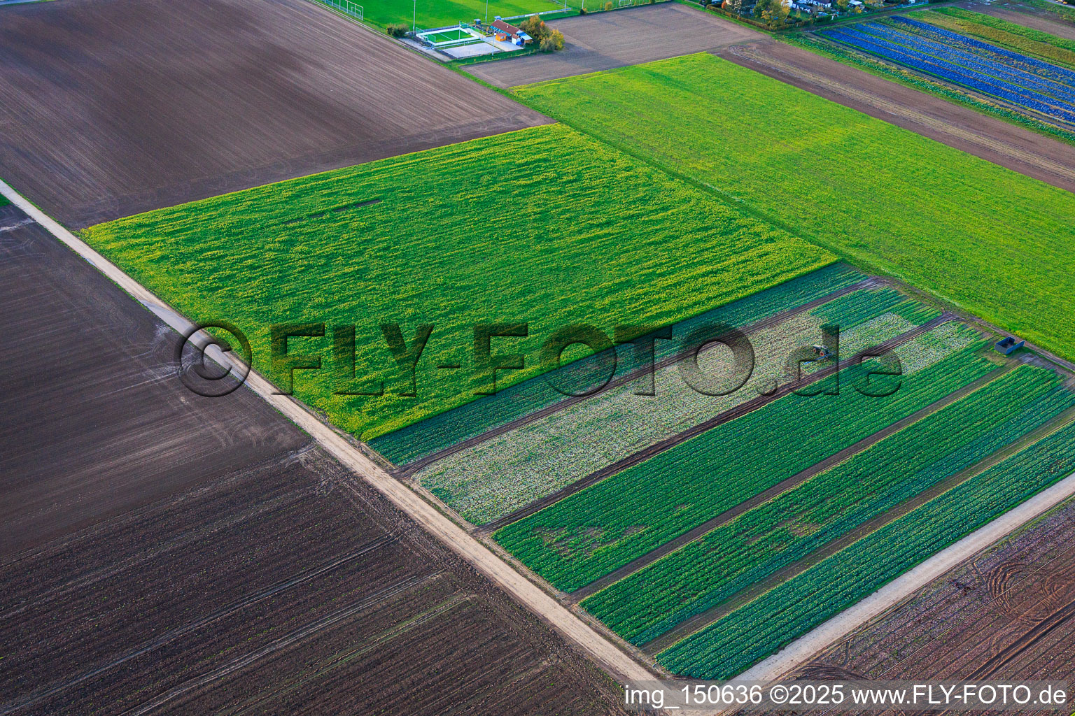 Vue aérienne de Champs de légumes et d'oignons près du terrain de sport à Freisbach dans le département Rhénanie-Palatinat, Allemagne