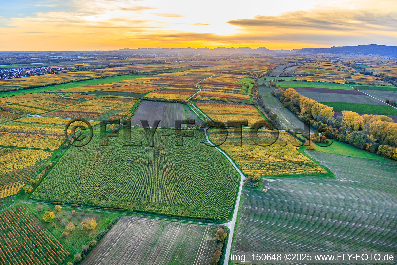 Vue aérienne de Vignobles aux couleurs automnales chatoyantes sous la lumière du soir, entre Lingenfelder Graben et Hainbach à le quartier Niederhochstadt in Hochstadt dans le département Rhénanie-Palatinat, Allemagne