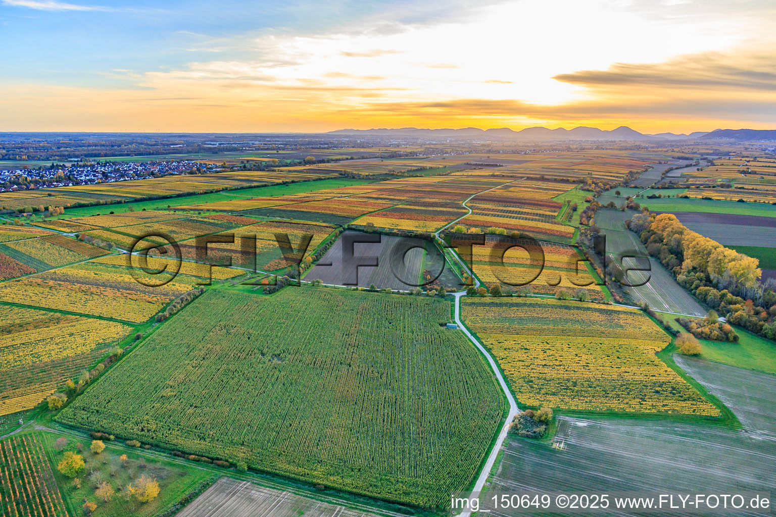 Vue aérienne de Vignobles aux couleurs automnales chatoyantes sous la lumière du soir, entre Lingenfelder Graben et Hainbach à le quartier Niederhochstadt in Hochstadt dans le département Rhénanie-Palatinat, Allemagne