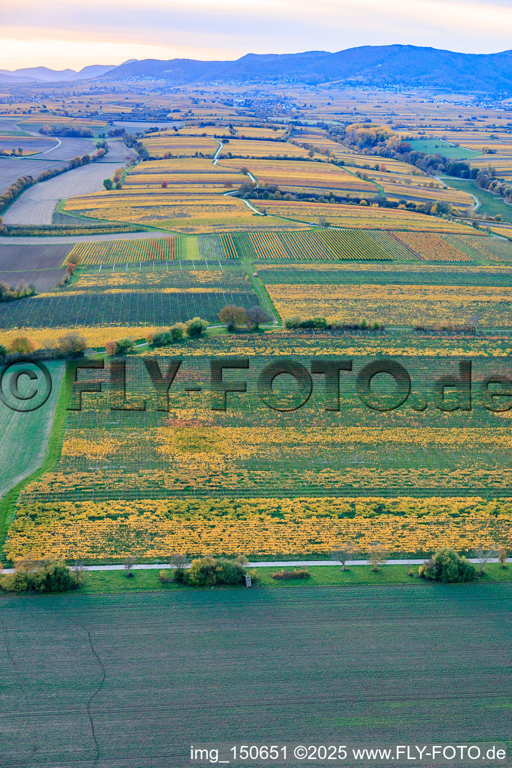 Vue aérienne de Vignobles aux couleurs automnales chatoyantes sous la lumière du soir, entre Kaltenbach et Riedgraben à Essingen dans le département Rhénanie-Palatinat, Allemagne