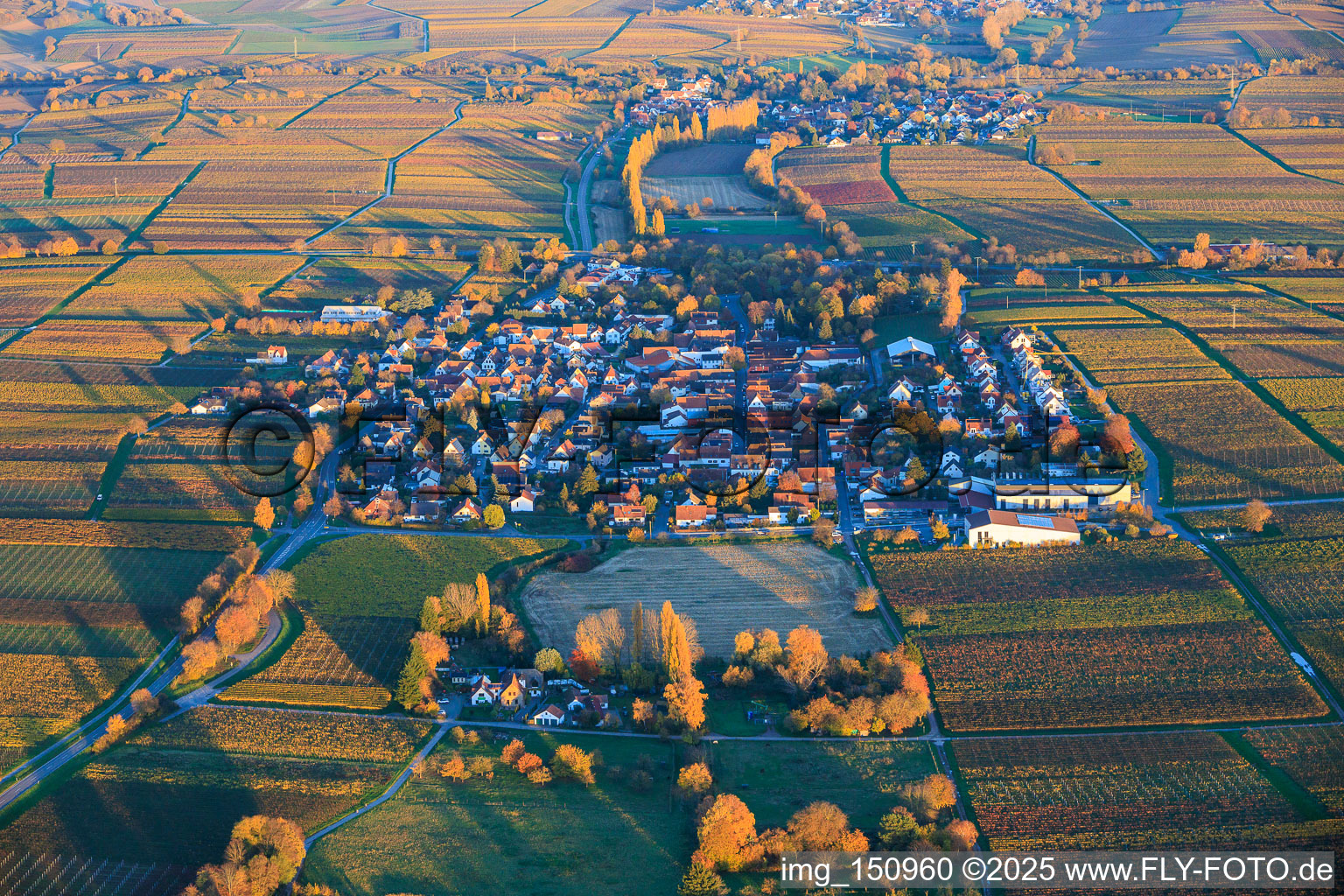 Vue aérienne de Vue du village depuis l'ouest, niché entre des vignobles aux teintes automnales, dans la lumière du soir. à Walsheim dans le département Rhénanie-Palatinat, Allemagne