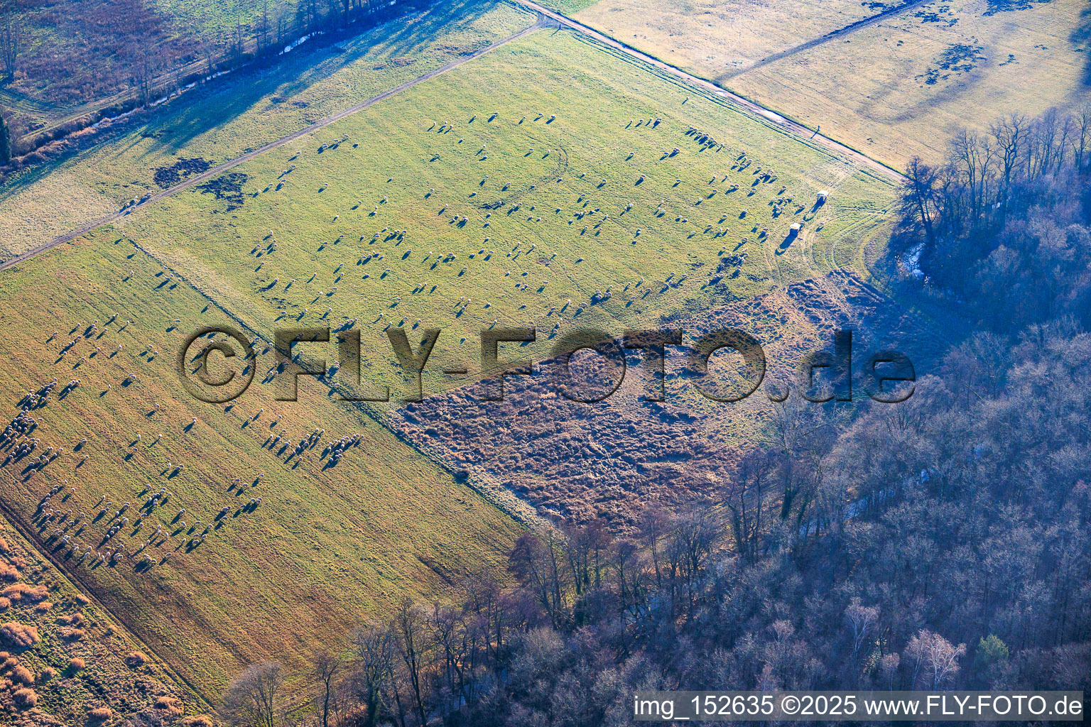 Vue aérienne de Des troupeaux de moutons paissent dans les plaines d'Otterbach. à Kandel dans le département Rhénanie-Palatinat, Allemagne