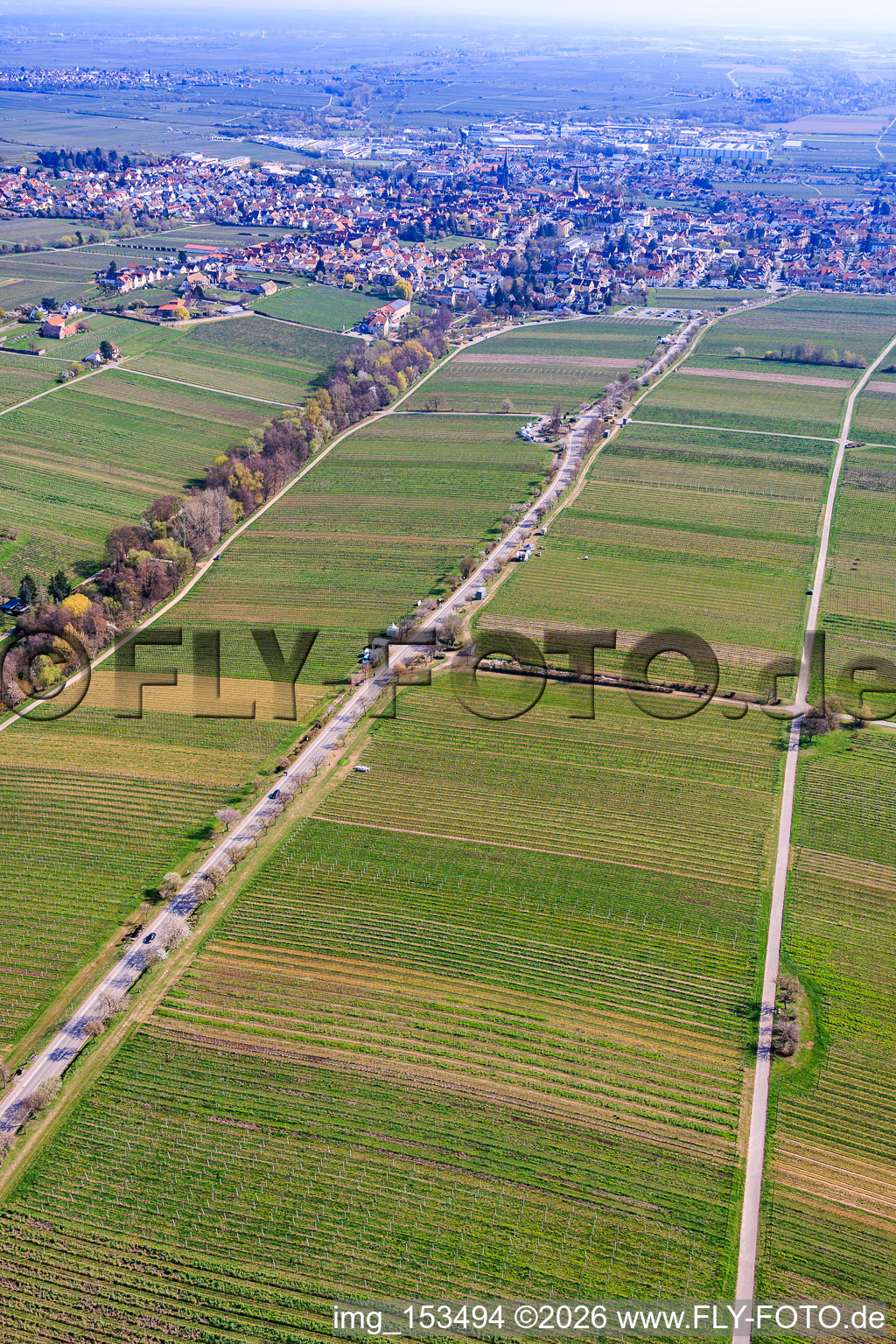 Almond Mile depuis le sud-ouest (Villa Street) à Edenkoben dans le département Rhénanie-Palatinat, Allemagne