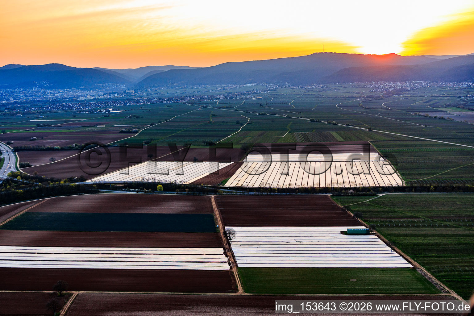 Chauves-souris recouvertes de papier aluminium dans la région du Vorderpfalz à Meckenheim dans le département Rhénanie-Palatinat, Allemagne