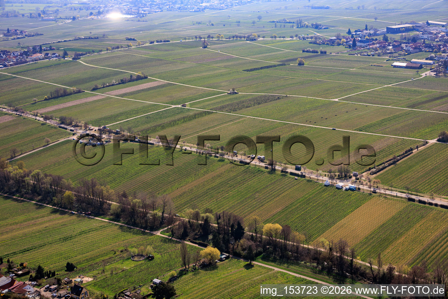 Almond Mile depuis le nord (Villa Street) à Edenkoben dans le département Rhénanie-Palatinat, Allemagne