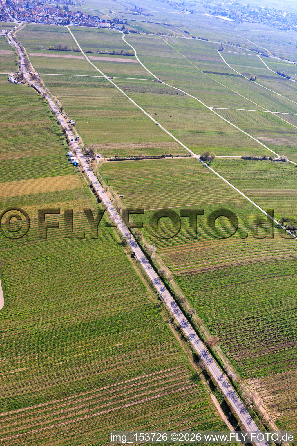 Almond Mile depuis le sud-ouest (Villa Street) à Edenkoben dans le département Rhénanie-Palatinat, Allemagne