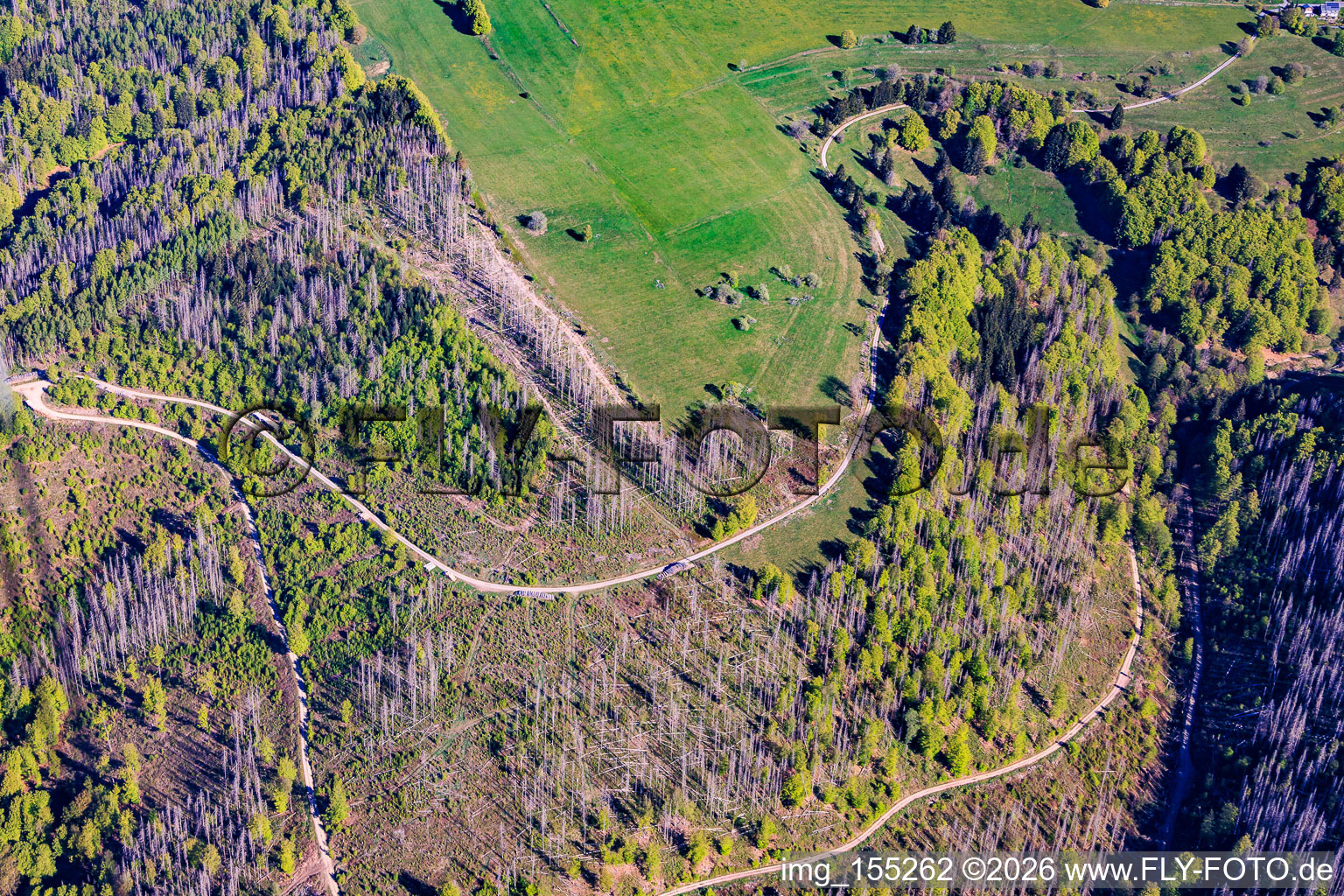 Les zones forestières de Thuringe sont gravement endommagées par les scolytes. à le quartier Schnett in Masserberg dans le département Thuringe, Allemagne
