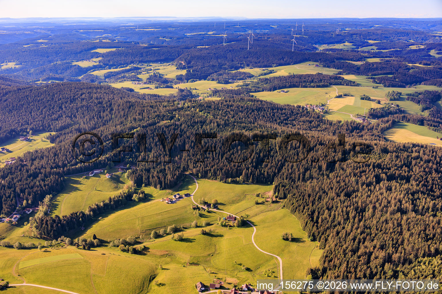 Forêt de mousses du nord à le quartier Diesenhof in Lauterbach dans le département Bade-Wurtemberg, Allemagne