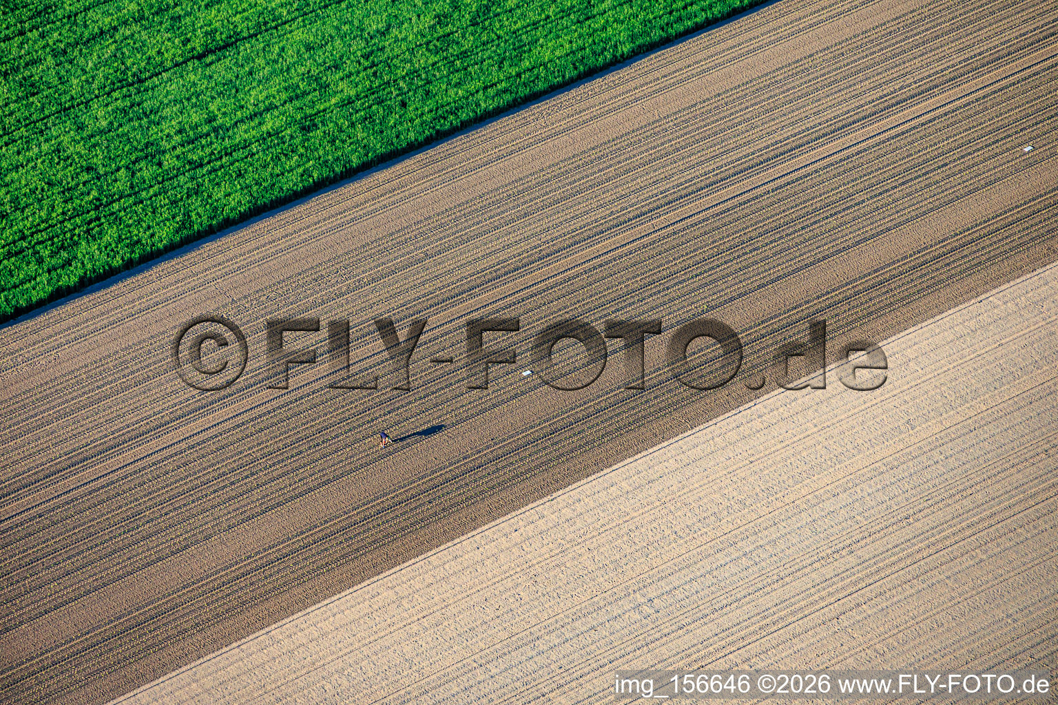 Le plantoir solitaire de laitue à Rheinzabern dans le département Rhénanie-Palatinat, Allemagne