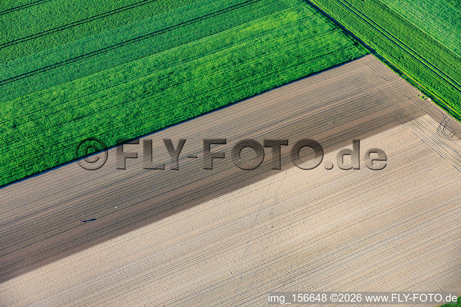 Le plantoir solitaire de laitue à Rheinzabern dans le département Rhénanie-Palatinat, Allemagne