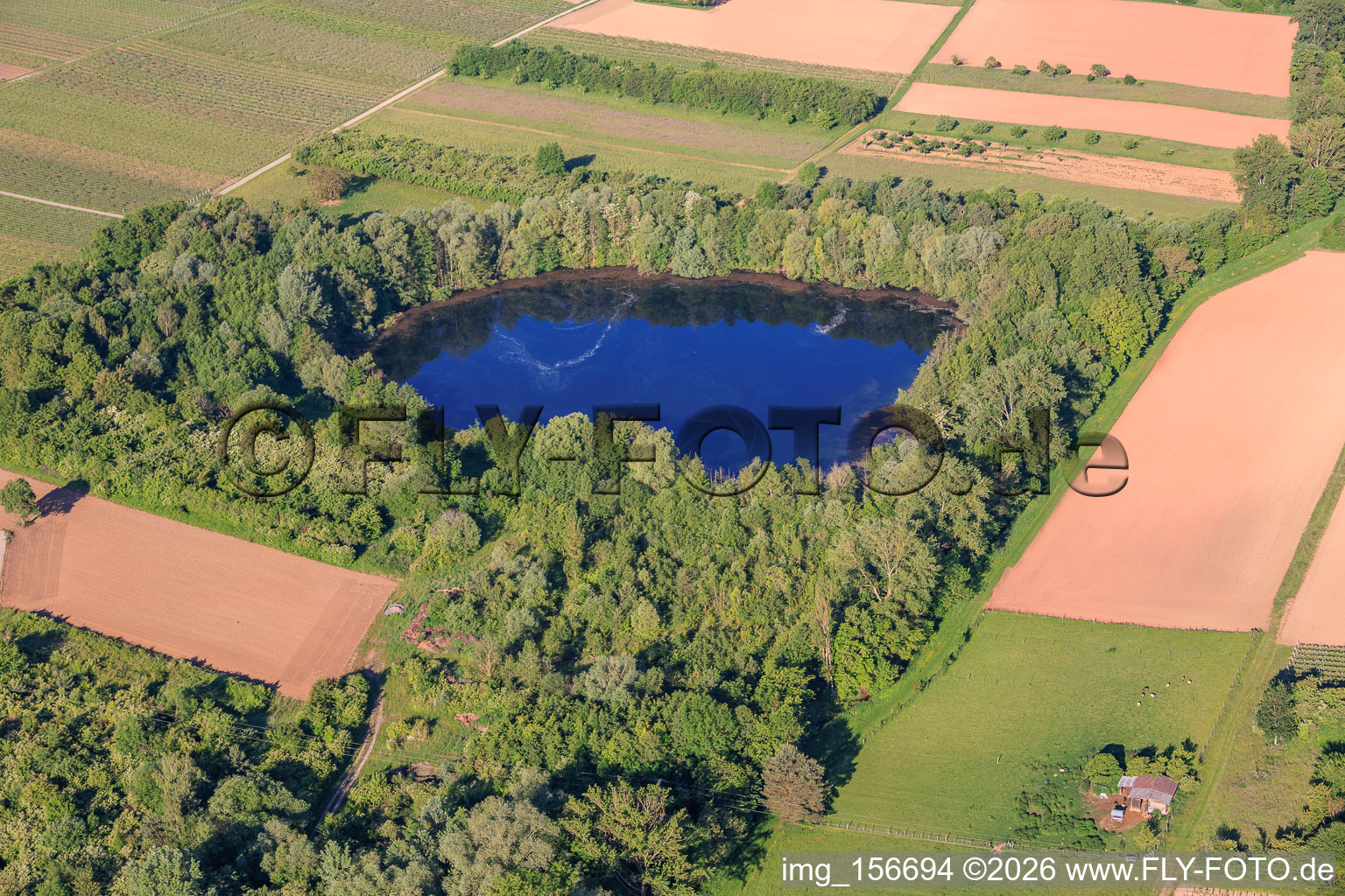 Étang biotope, ancienne carrière d'argile à Göcklingen dans le département Rhénanie-Palatinat, Allemagne