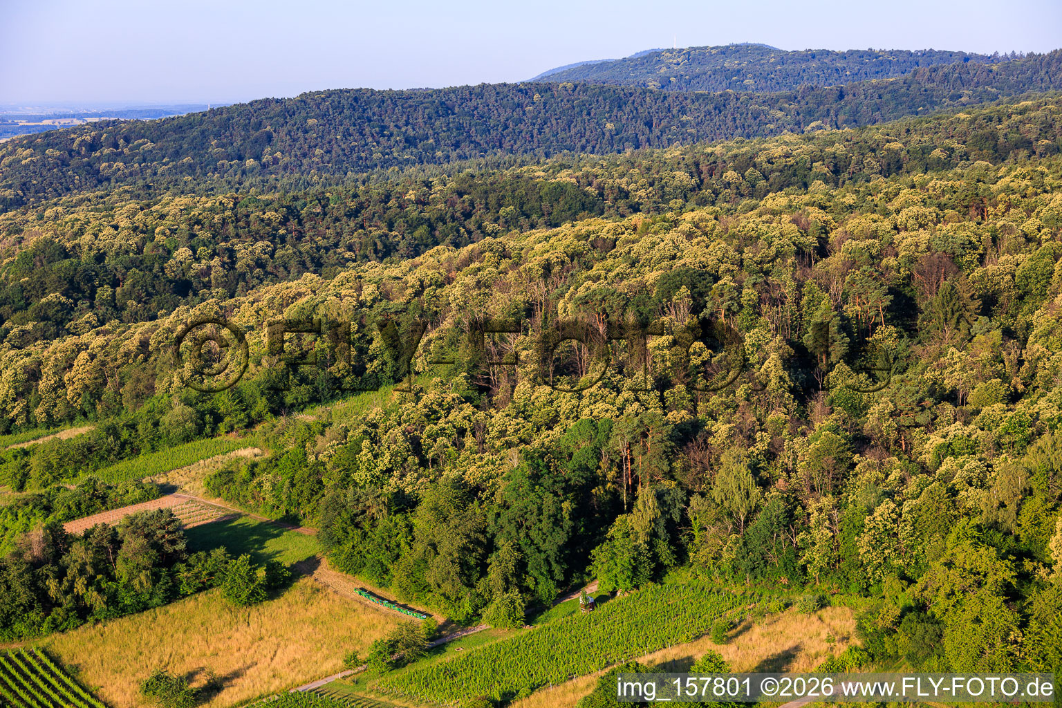 Châtaigniers en fleurs dans la forêt du Palatinat à Dörrenbach dans le département Rhénanie-Palatinat, Allemagne