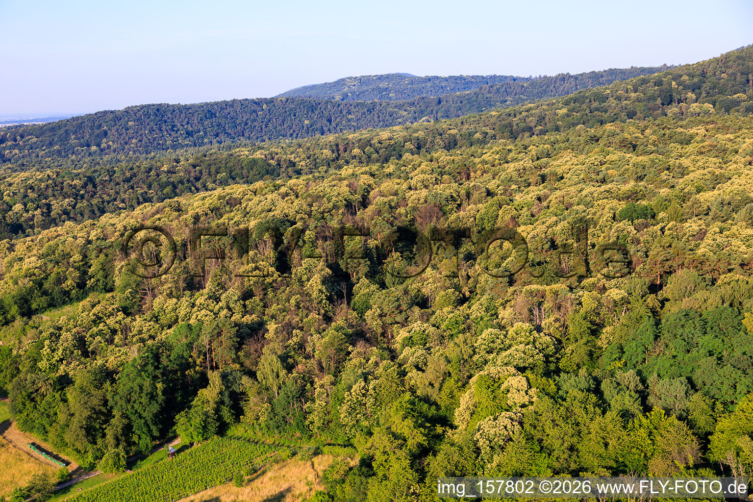 Châtaigniers en fleurs dans la forêt du Palatinat à Dörrenbach dans le département Rhénanie-Palatinat, Allemagne