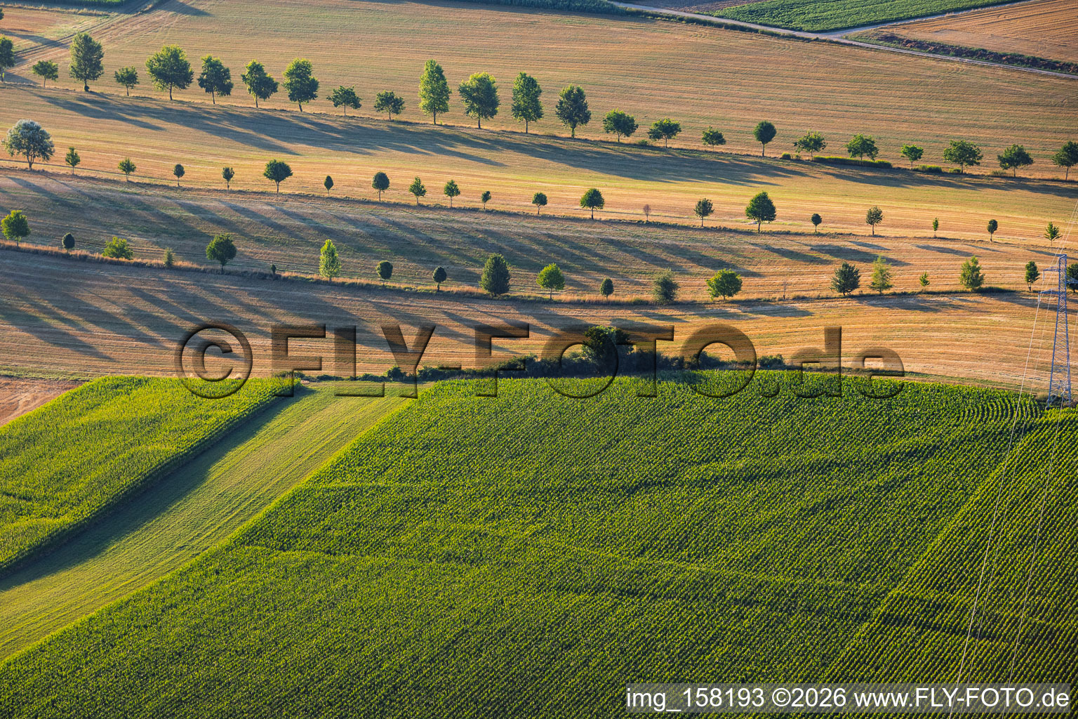 Rangées d'arbres en bordure des chemins de campagne entre les chaumes à Schleithal dans le département Bas Rhin, France