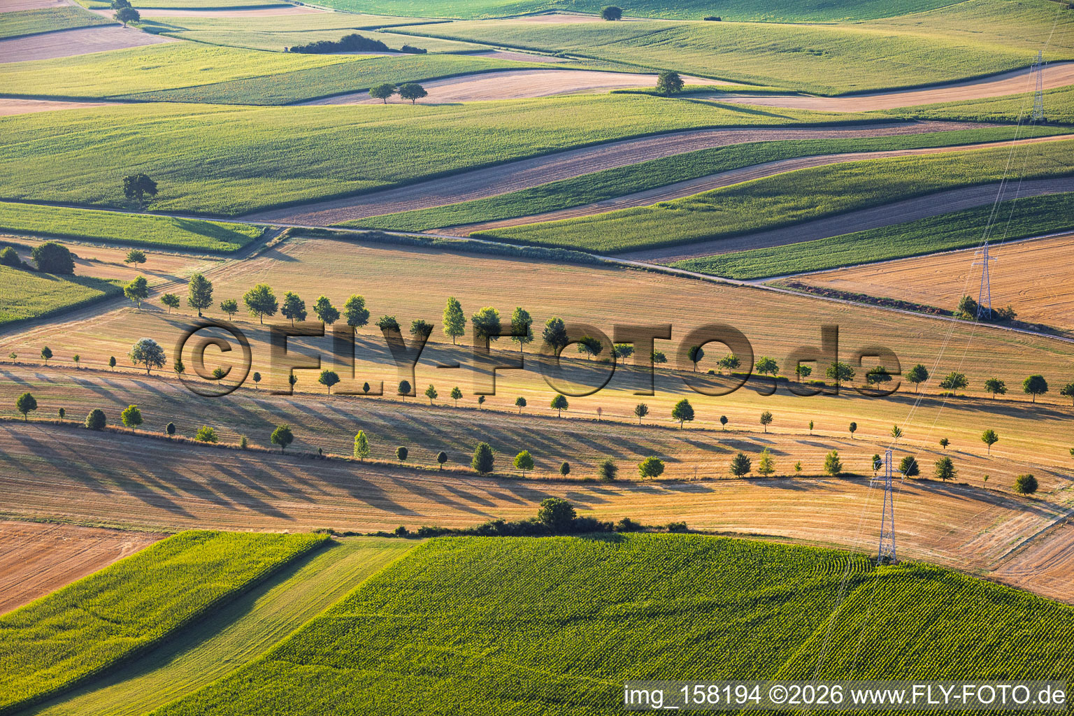 Rangées d'arbres en bordure des chemins de campagne entre les chaumes à Schleithal dans le département Bas Rhin, France