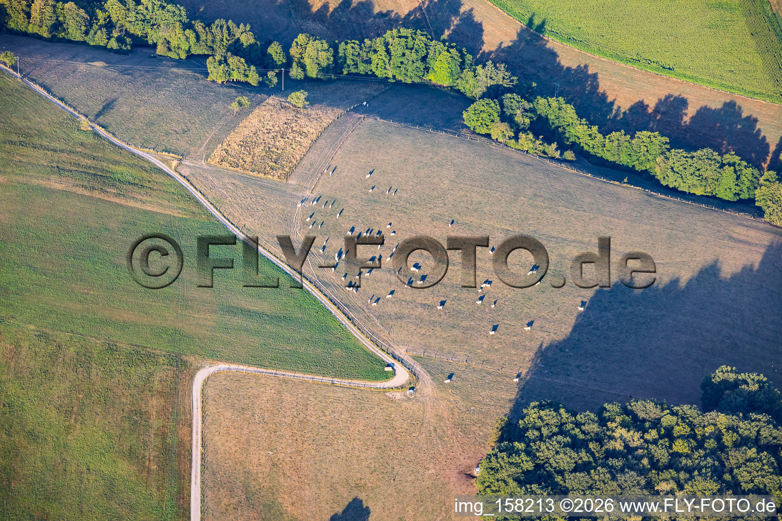 Weidenede : Troupeau de moutons dans des prairies sèches à Lembach dans le département Bas Rhin, France