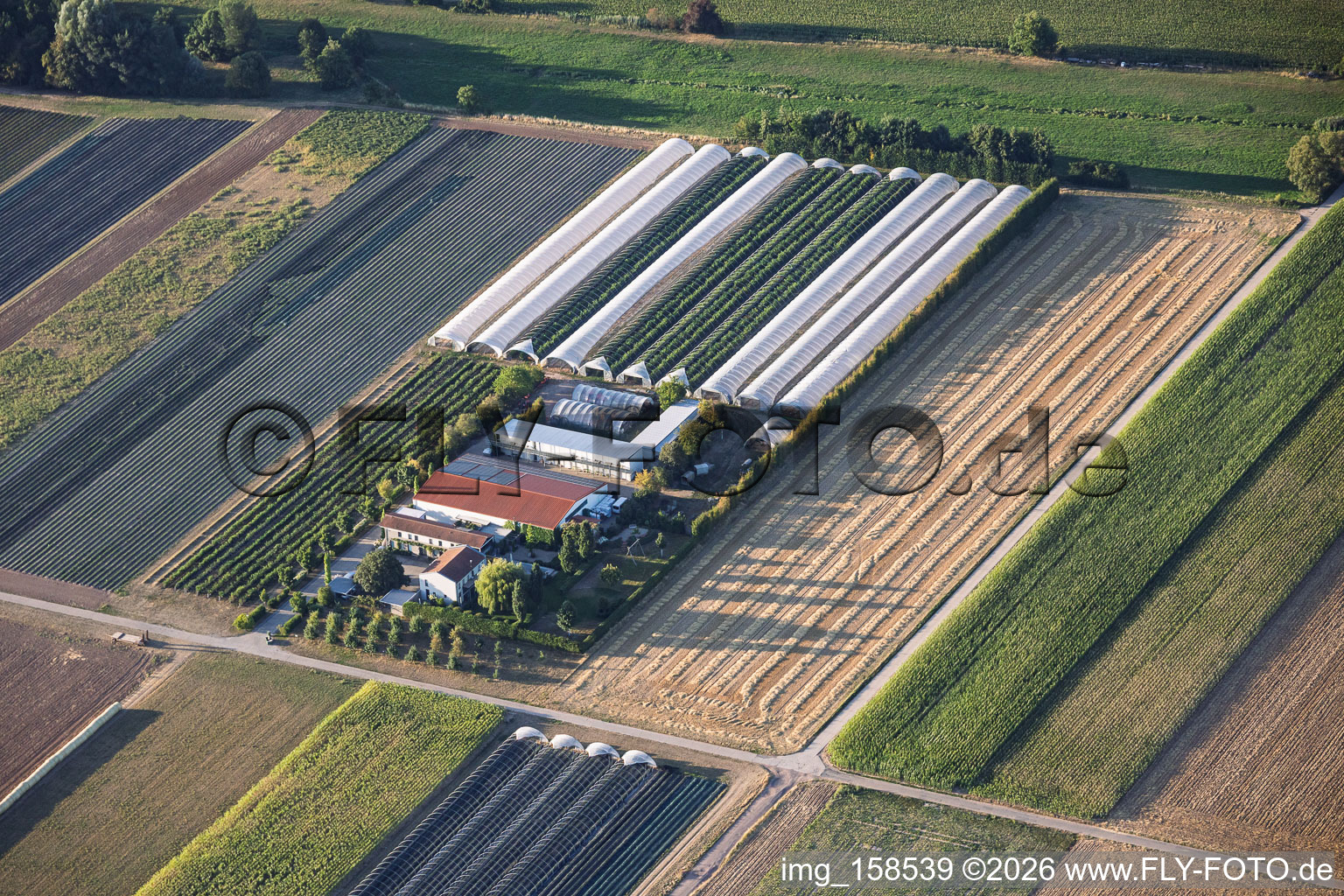 Jardins de fraises Steegmüller à Offenbach an der Queich dans le département Rhénanie-Palatinat, Allemagne