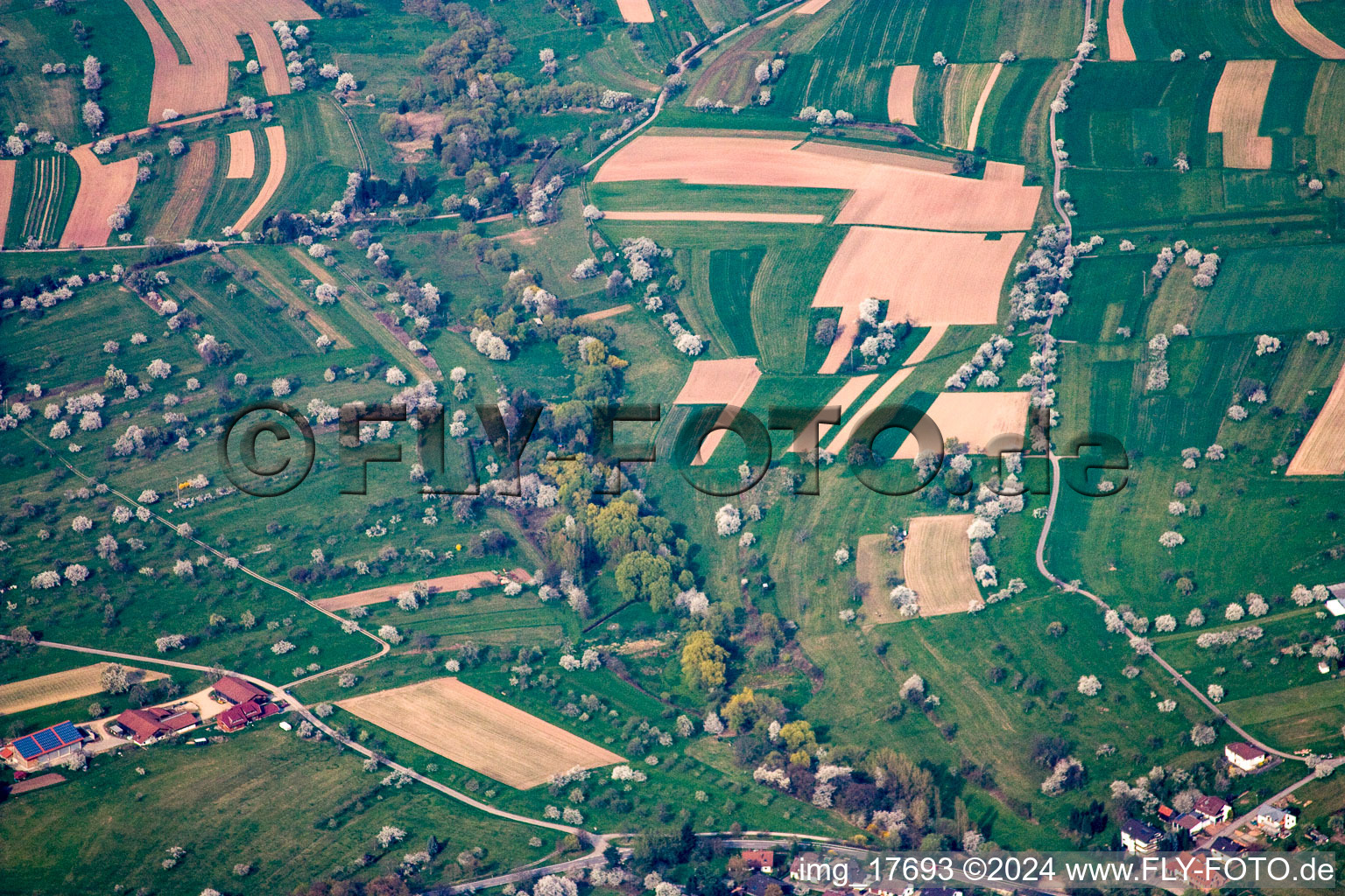 Vue aérienne de Vergers fleuris dans les champs du district de Schwann à le quartier Feldrennach in Straubenhardt dans le département Bade-Wurtemberg, Allemagne