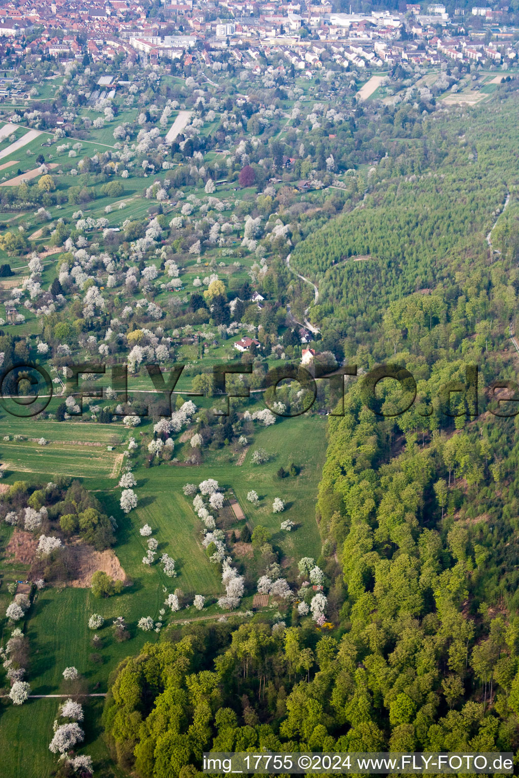 Vue aérienne de Plantation de fruits à pépins en fleurs dans le quartier d'Oberweier à le quartier Ettlingenweier in Ettlingen dans le département Bade-Wurtemberg, Allemagne