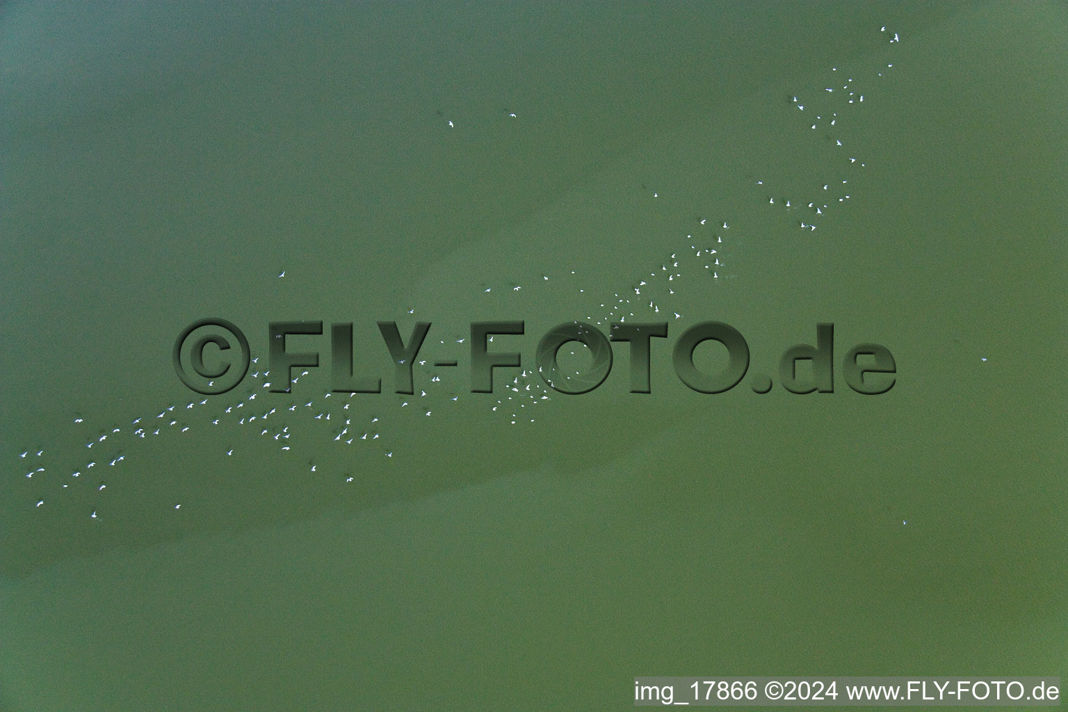 Vue aérienne de Oiseaux aquatiques à Ammersee à Fischen dans le département Bavière, Allemagne