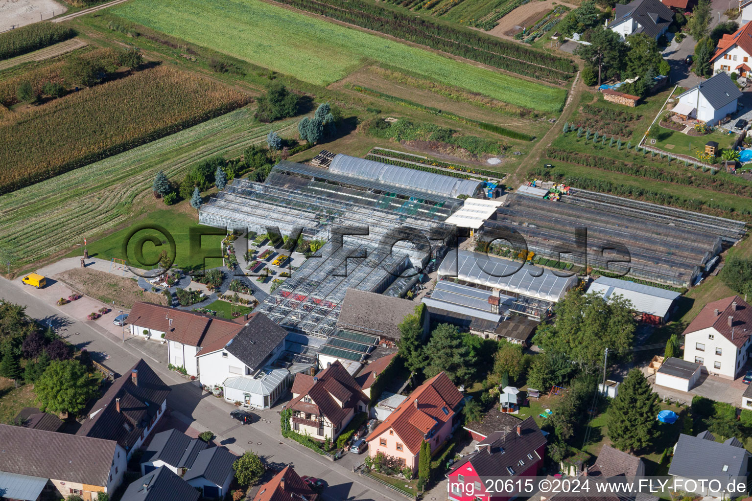 Vue aérienne de Zones de toit en verre dans les rangées de serres pour la culture de fleurs au 1A Gartet Hopp à le quartier Bodersweier in Kehl dans le département Bade-Wurtemberg, Allemagne