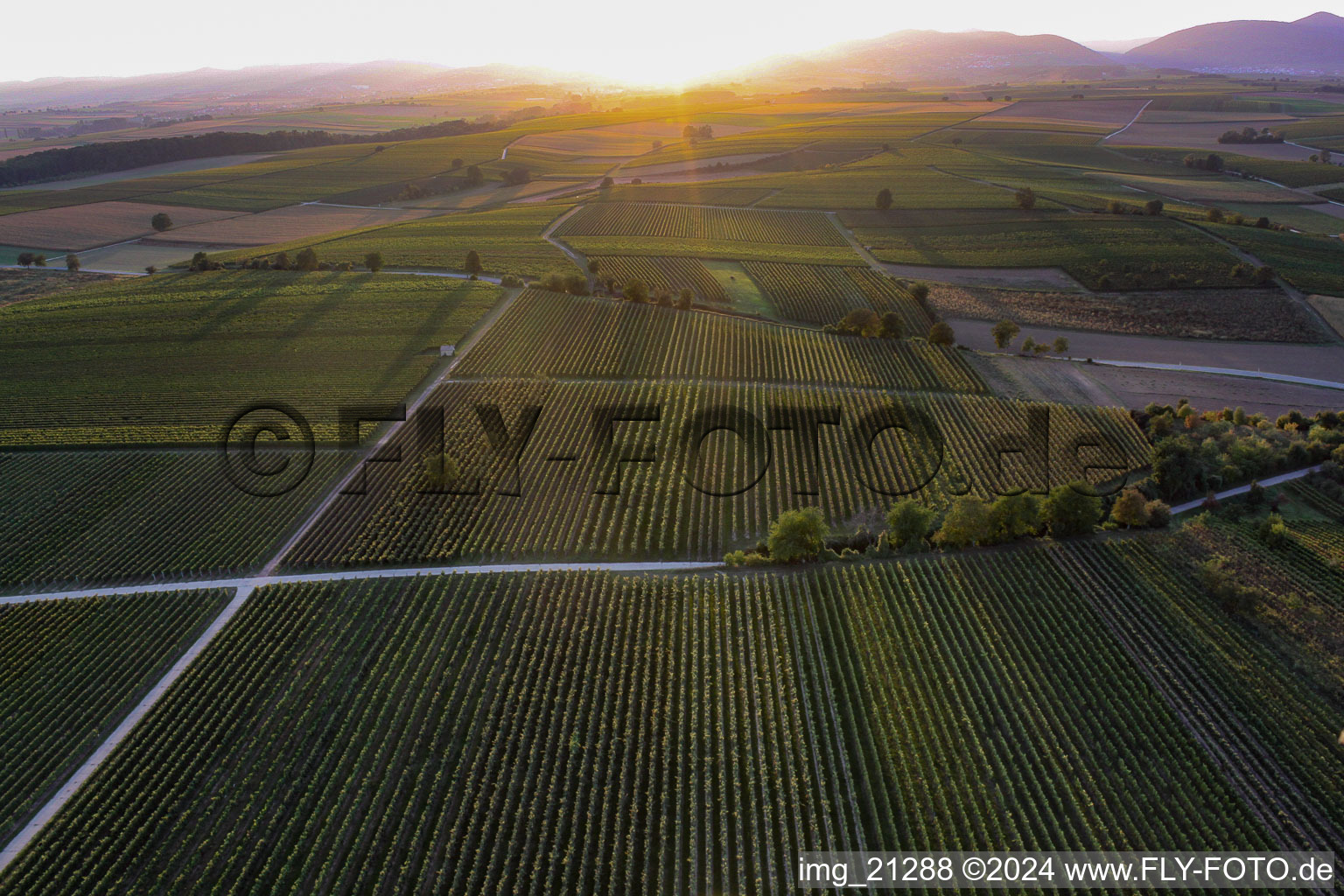 Vue aérienne de Paysage viticole des vignobles rétro-éclairé par le soleil couchant à le quartier Ingenheim in Billigheim-Ingenheim dans le département Rhénanie-Palatinat, Allemagne