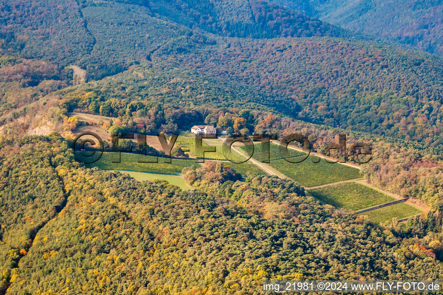 Vue aérienne de Paysage viticole des domaines viticoles de la cave Odinstal, la plus haute cave du Palatinat à le quartier Wachenheim in Wachenheim an der Weinstraße dans le département Rhénanie-Palatinat, Allemagne