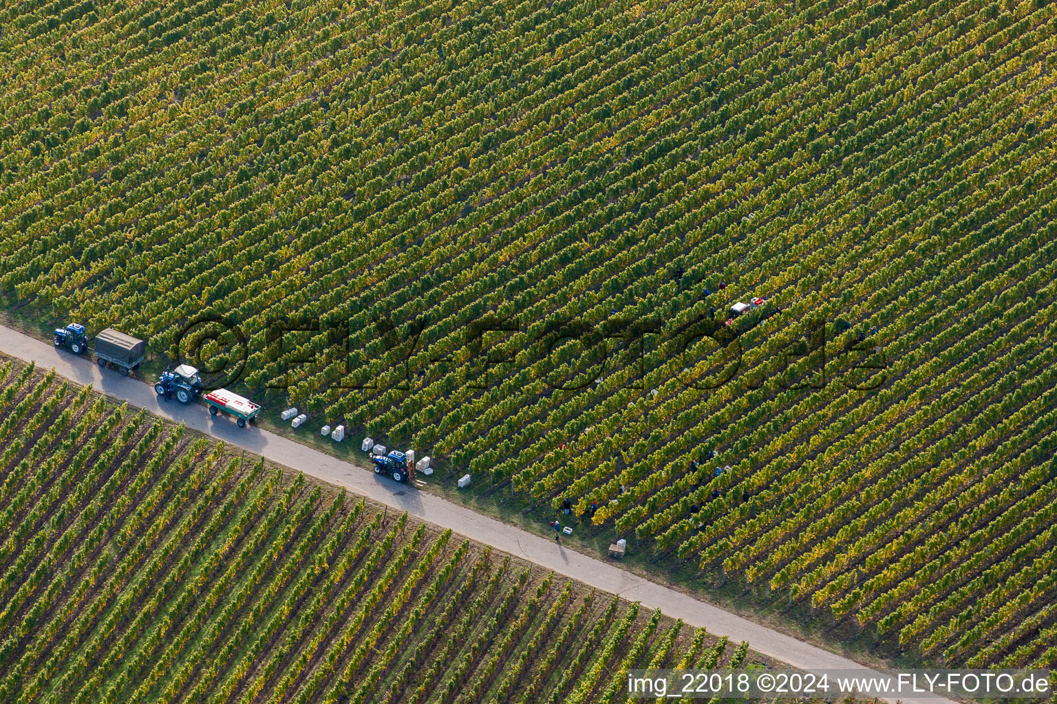 Vue aérienne de Vignobles et champs à Niederkirchen près de Deidesheim à Ruppertsberg dans le département Rhénanie-Palatinat, Allemagne