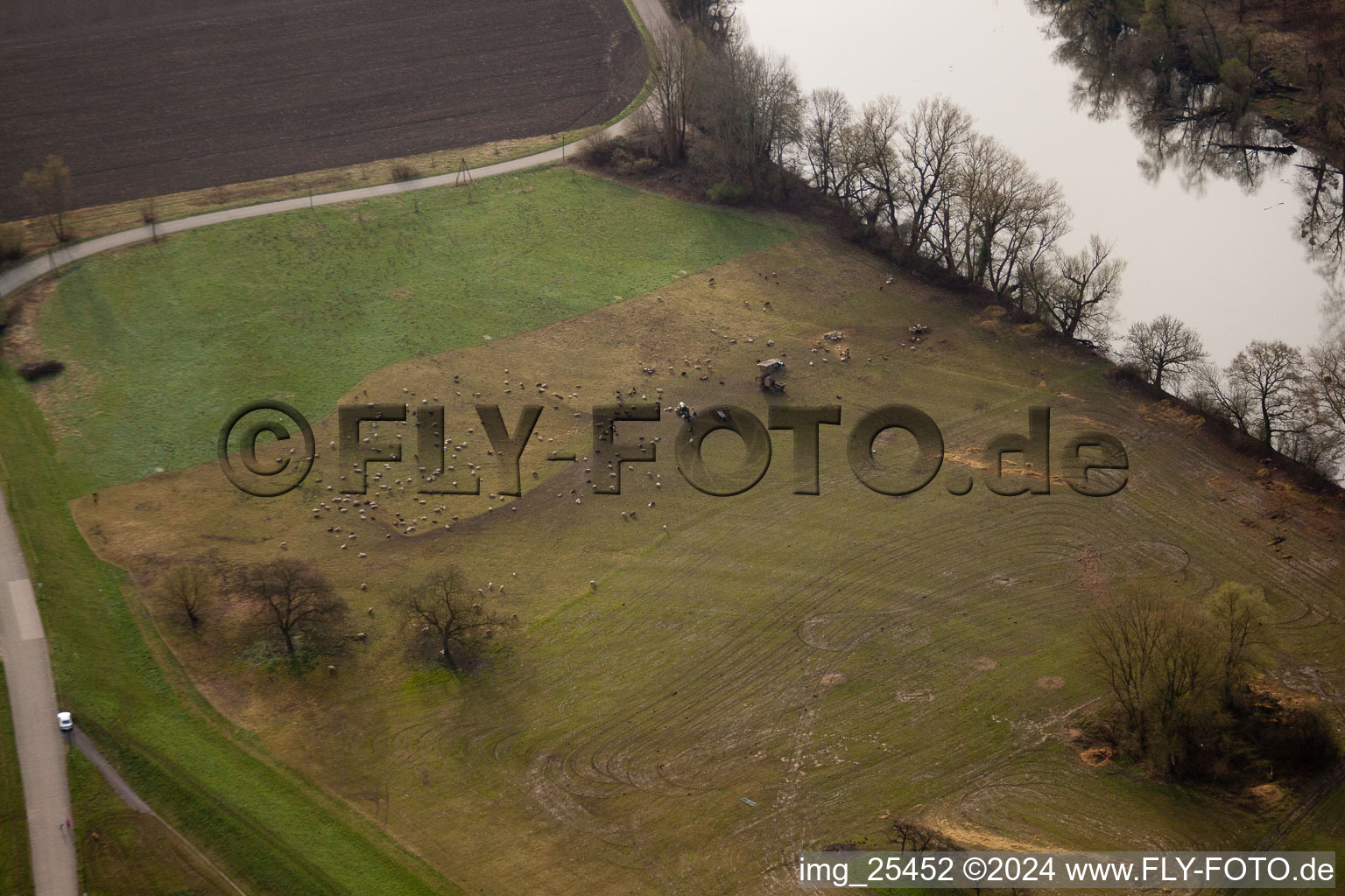 Vue aérienne de Troupeau de moutons sur le Vieux Rhin à le quartier Maximiliansau in Wörth am Rhein dans le département Rhénanie-Palatinat, Allemagne