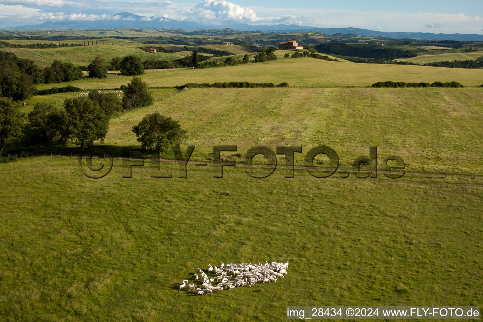 Vue aérienne de Structures d'herbe d'un pâturage avec un troupeau de moutons à Rapolano Terme à Asciano dans le département Siena, Italie