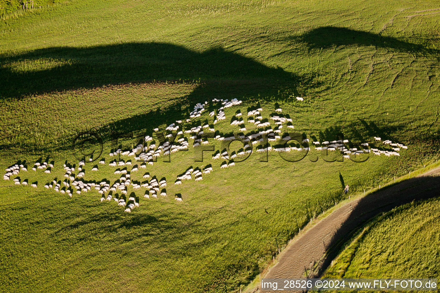 Vue aérienne de Structures d'herbe d'un pâturage vallonné avec un troupeau de moutons à Rapolano Terme dans le département Toscane, Italie