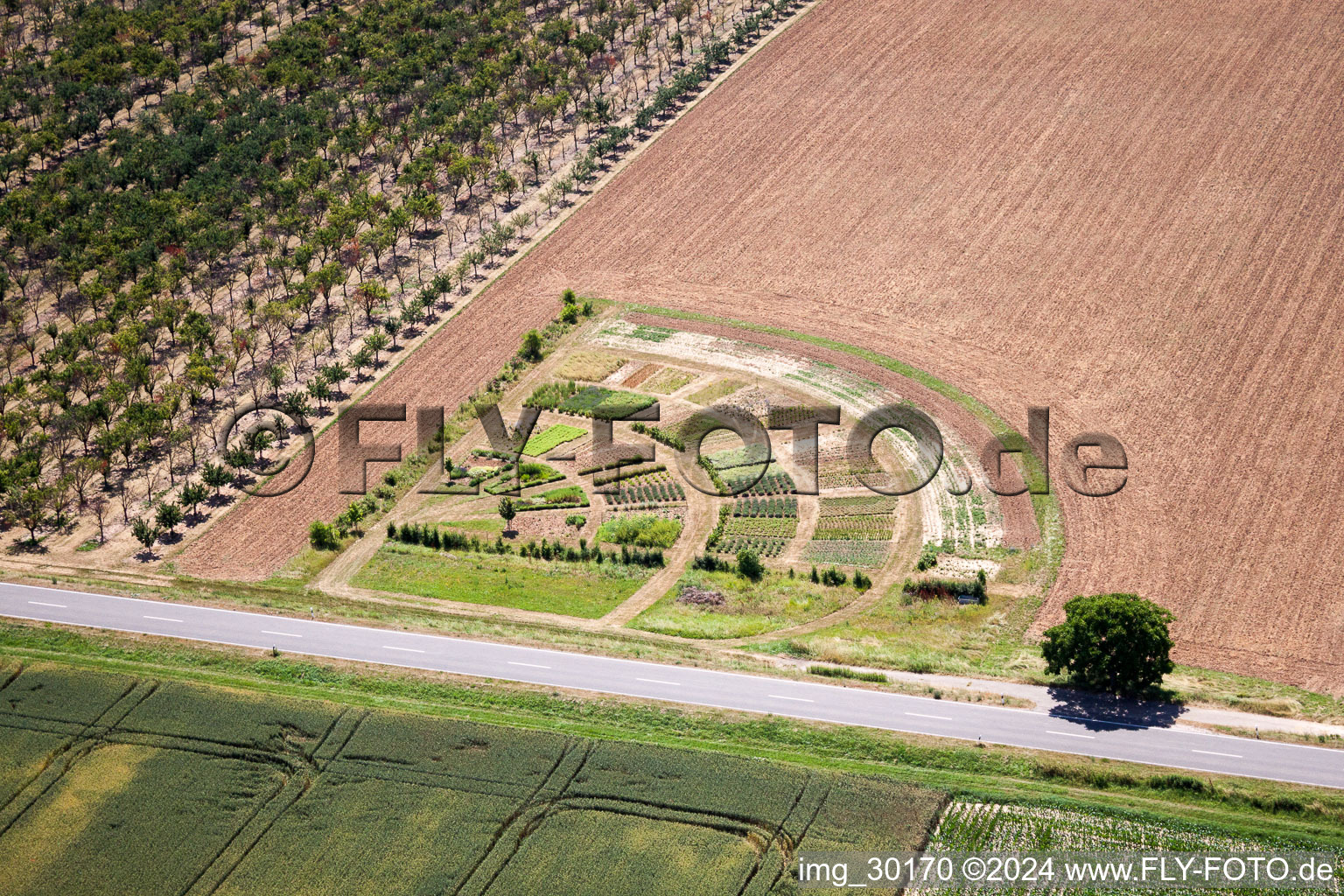 Vue aérienne de Rangées colorées de parterres dans un champ pour cultiver des légumes et des fleurs à Kleinfischlingen dans le département Rhénanie-Palatinat, Allemagne