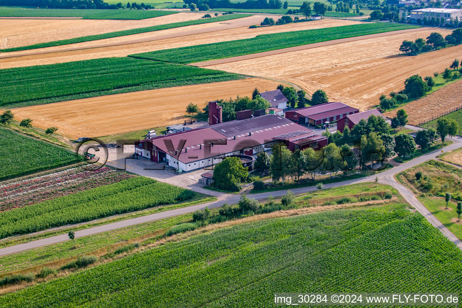 Vue aérienne de Grüner Fant UG jardinage paysager, salaires et jardinage à le quartier Bodersweier in Kehl dans le département Bade-Wurtemberg, Allemagne