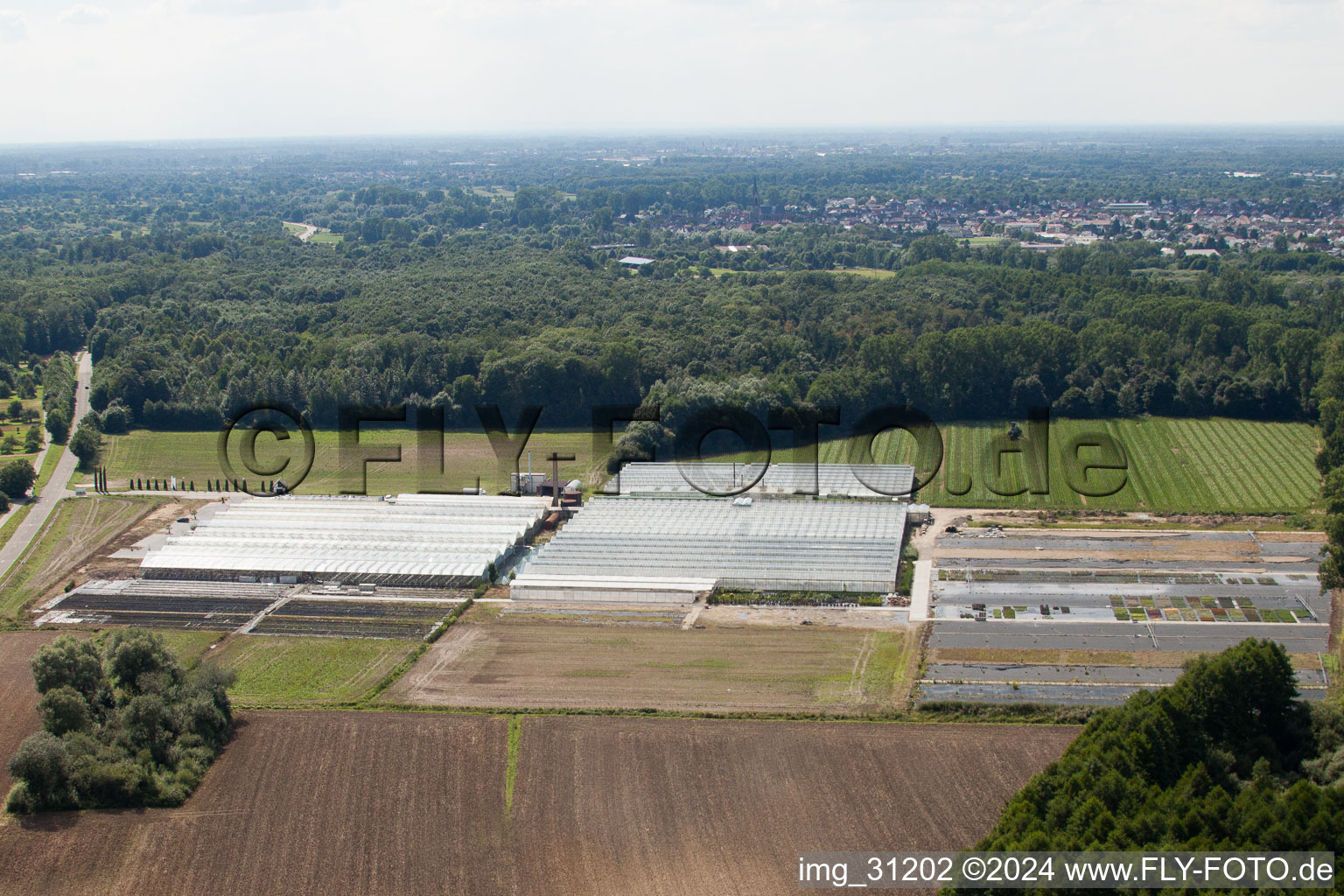 Vue aérienne de Horticulture Reiss à Malsch dans le département Bade-Wurtemberg, Allemagne