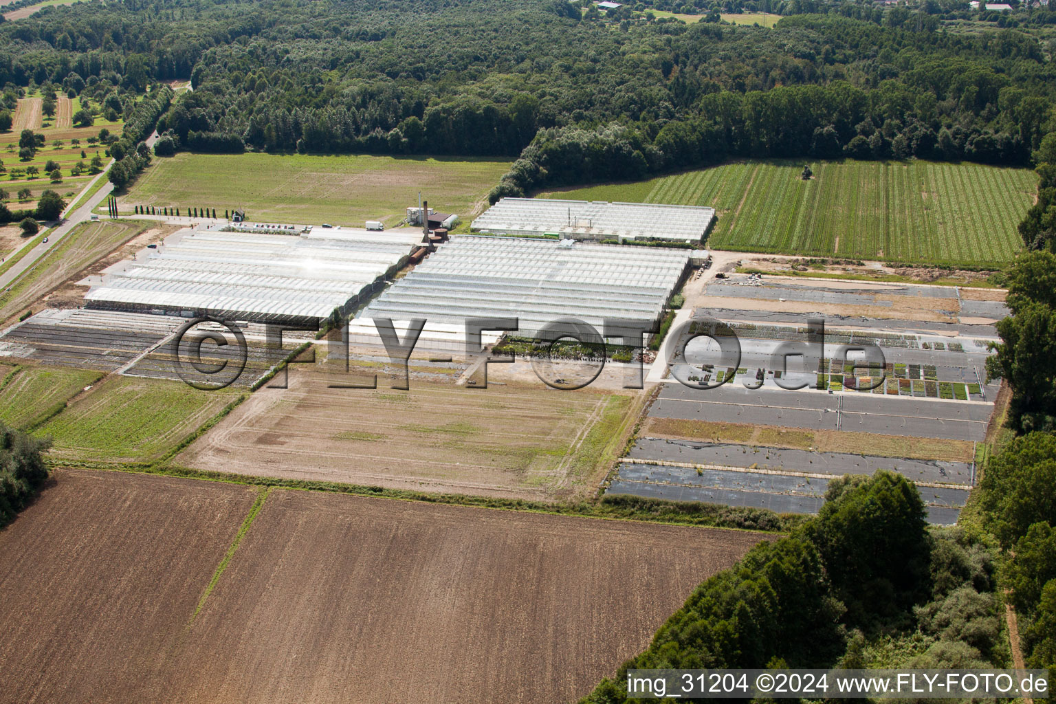 Photographie aérienne de Horticulture Reiss à Malsch dans le département Bade-Wurtemberg, Allemagne