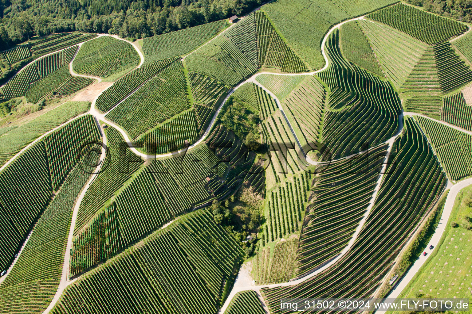 Vignobles près de Bernhardshöfe à Kappelrodeck dans le département Bade-Wurtemberg, Allemagne depuis l'avion