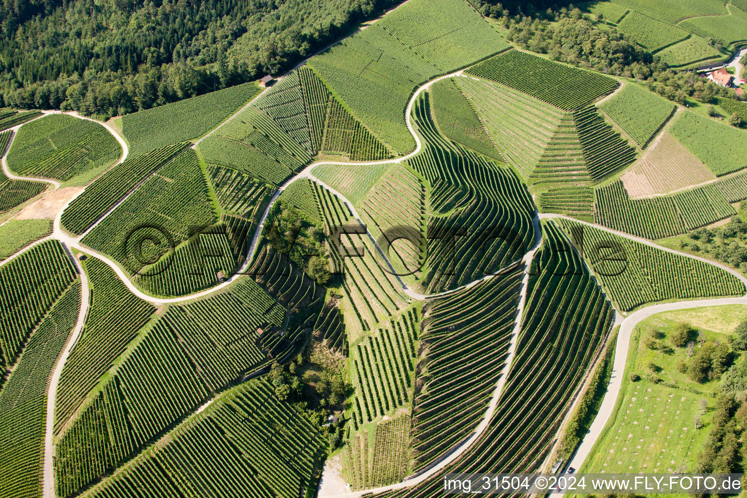 Vue d'oiseau de Vignobles près de Bernhardshöfe à Kappelrodeck dans le département Bade-Wurtemberg, Allemagne