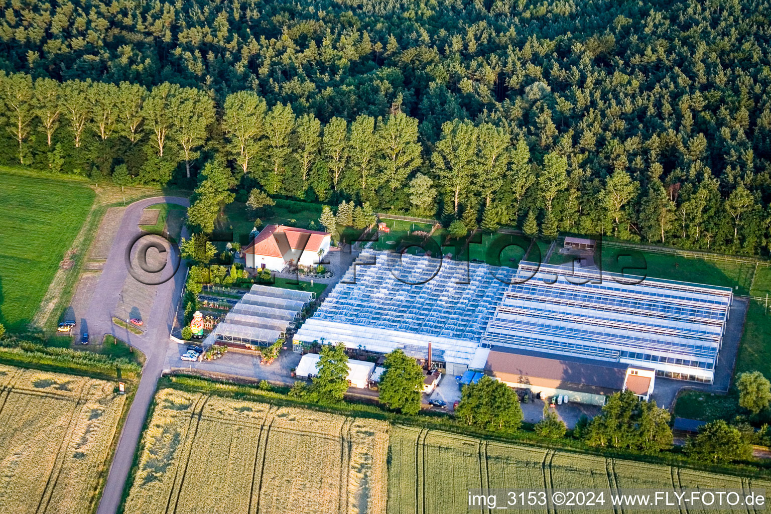 Terre de cactus à Steinfeld dans le département Rhénanie-Palatinat, Allemagne d'en haut