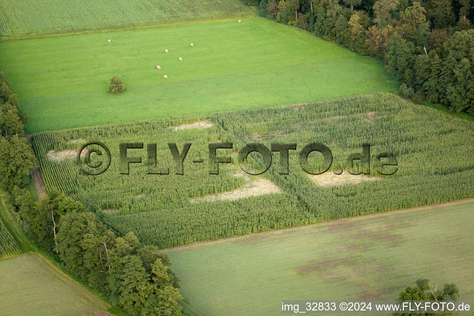 Vue aérienne de Otterbachtal, camp de sangliers dans le champ de maïs à Kandel dans le département Rhénanie-Palatinat, Allemagne