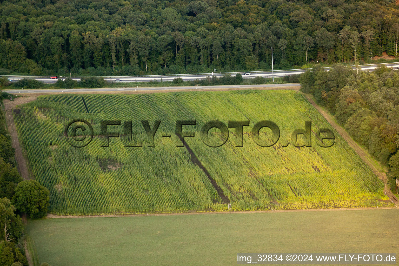 Vue aérienne de Otterbachtal, camp de sangliers dans le champ de maïs à Kandel dans le département Rhénanie-Palatinat, Allemagne